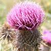 Cirsium erysithales