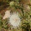 Cirsium ferox