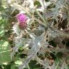 Cirsium vulgare