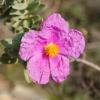 Cistus albidus