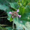 Clinopodium vulgare