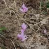 Colchicum autumnale