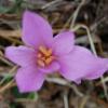 Colchicum autumnale