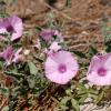 Convolvulus altheoides