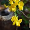 Coronilla emerus