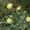 Crepis albida