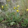 Crepis conyzifolia