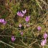 Crocus ligusticus