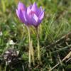 Crocus ligusticus