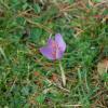 Crocus ligusticus