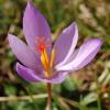 Crocus ligusticus