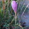 Crocus ligusticus