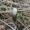 Crocus vernus