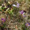 Crocus versicolor