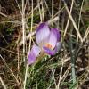 Crocus versicolor