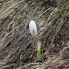 Crocus versicolor