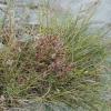 Cuscuta epithymum