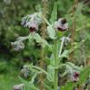 Cynoglossum officinale