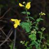 Cytisus sessilifolius