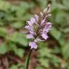 Dactylorhiza maculata