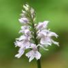 Dactylorhiza maculata