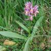 Dactylorhiza sambucina