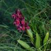 Dactylorhiza sambucina