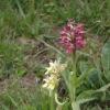 Dactylorhiza sambucina