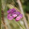 Dianthus balbisii