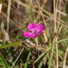 Dianthus balbisii