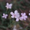 Dianthus furcatus subsp. tener