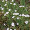 Dianthus furcatus