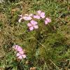 Dianthus furcatus