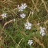 Dianthus hyssopifolius