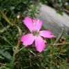 Dianthus hyssopifolius