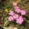 Dianthus pavonius