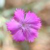 Dianthus seguieri