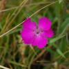 Dianthus seguieri