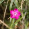 Dianthus seguieri