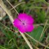 Dianthus seguieri