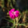 Dianthus seguieri