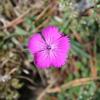 Dianthus seguierii