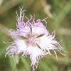 Dianthus superbus