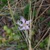 Dianthus superbus