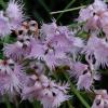 Dianthus superbus