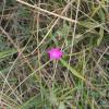 Dianthus sylvaticus