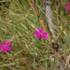 Dianthus sylvestris