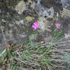 Dianthus sylvestris