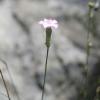 Dianthus sylvestris