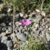 Dianthus sylvestris